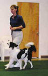 Dog Obedience Training FL