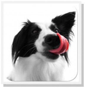 Border Collie Licking Face