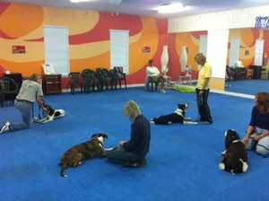 Basic Obedience Training near New Tampa