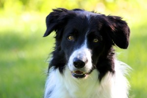 Patricia McConnell's Willie