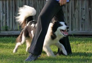 Stevie Leg Weave web