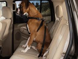 dog seat belt
