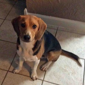 Murphy-Dog-Hero-300x300