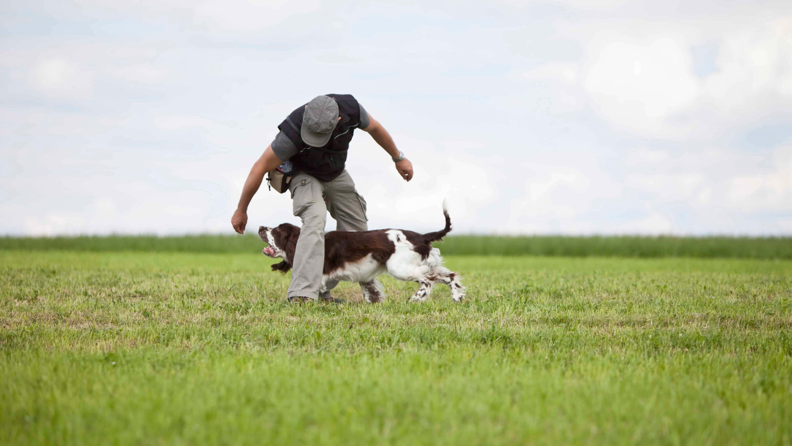 Person playing with a brown and white dog