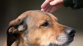 tan dog with a graying face