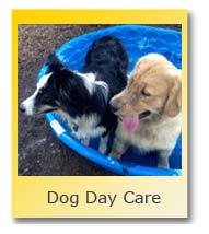 Dog Day Care 