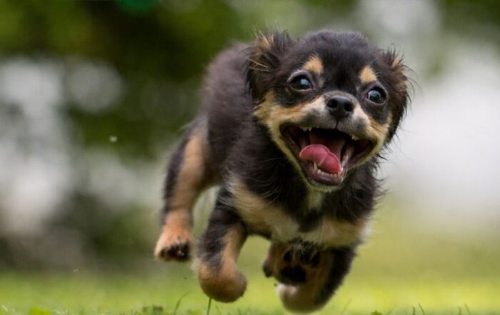 black and tan puppy running toward the camera