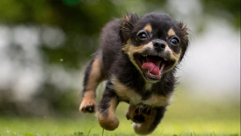 black and tan puppy running toward the camera