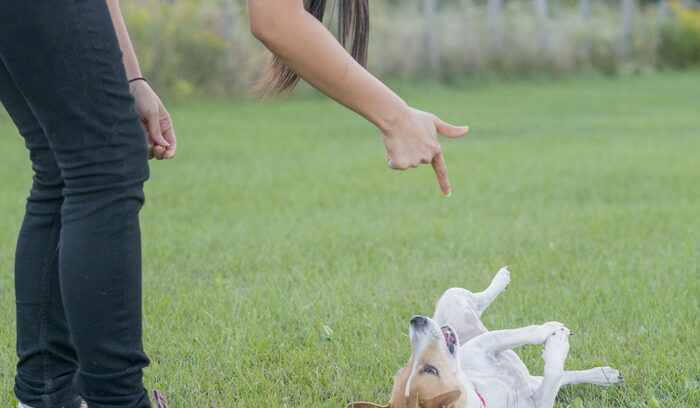 Person teaching a dog to faint