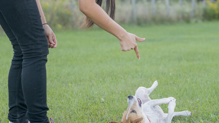 Person teaching a dog to faint
