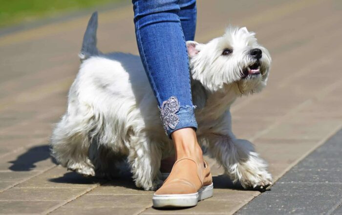 White dog weaving a persons legs