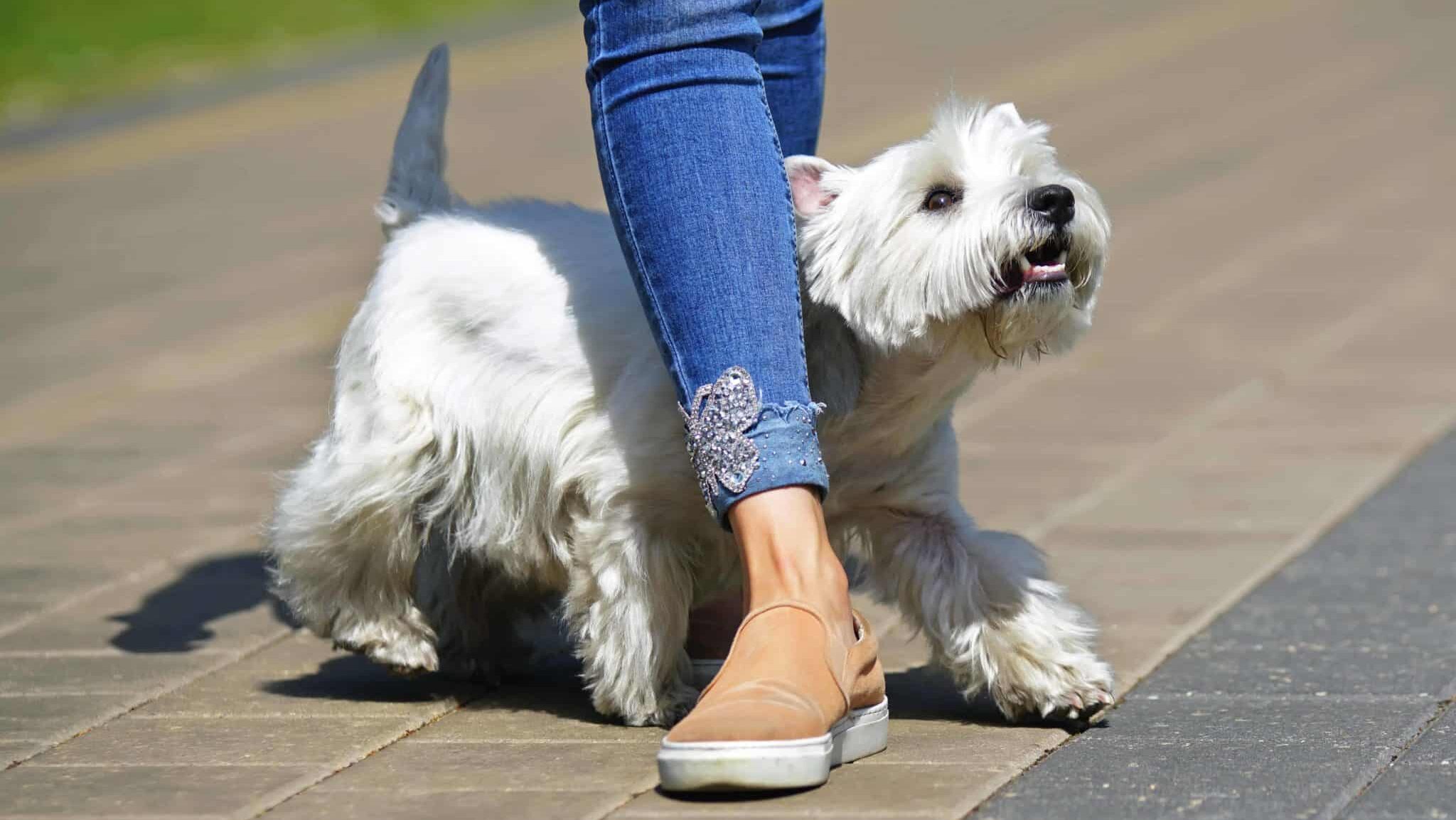 White dog weaving a persons legs