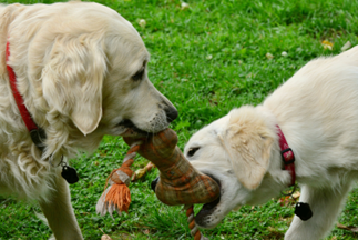 two yellow dogs playing together with a toy