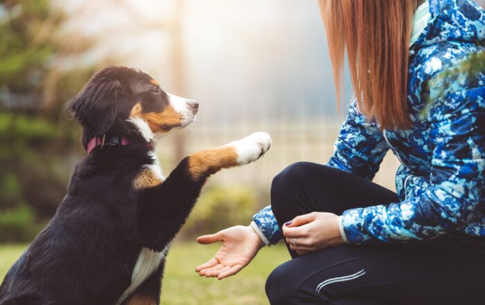 Puppy offering paw to a person