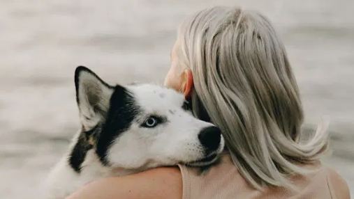 Black and white dog with it's head on the shoulder of woman
