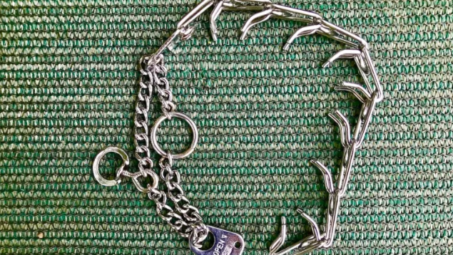 Image of a prong collar