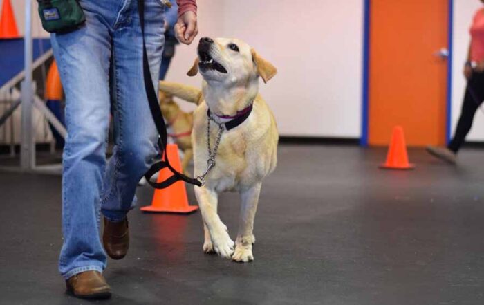Yellow dog on a loose leash looking for owner cue