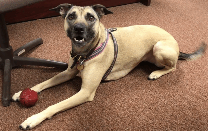 dog laying on the ground with a ball