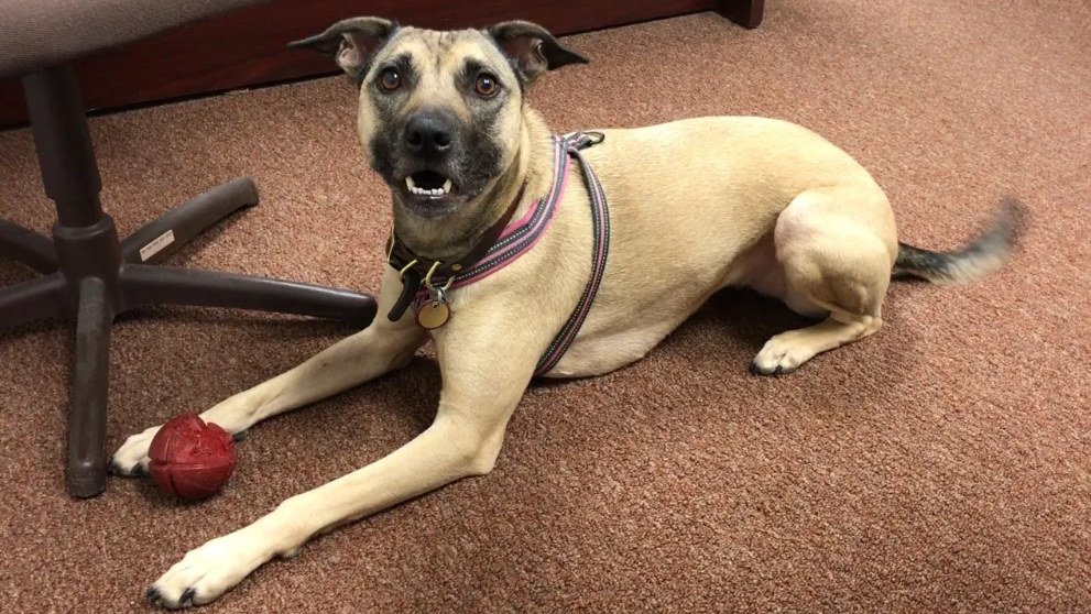 dog laying on the ground with a ball