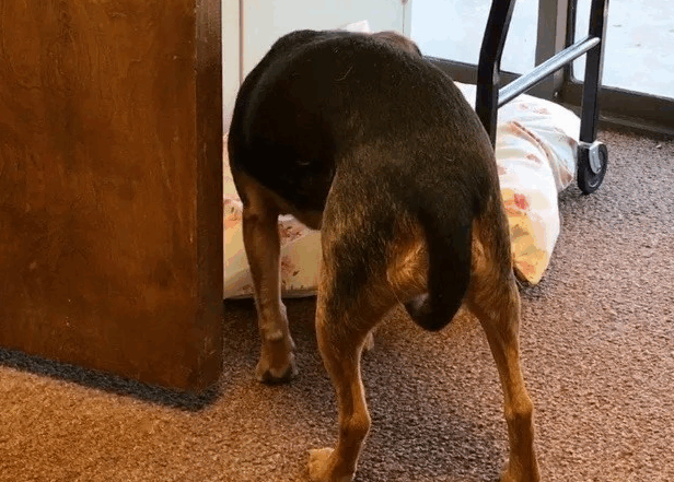 dog with tail tucked