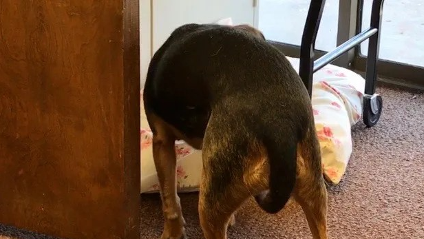 dog with tail tucked
