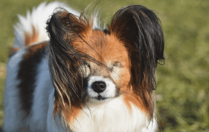 blind dog looking toward camera