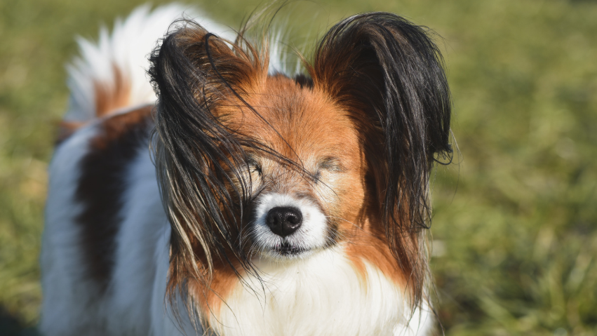blind dog looking toward camera