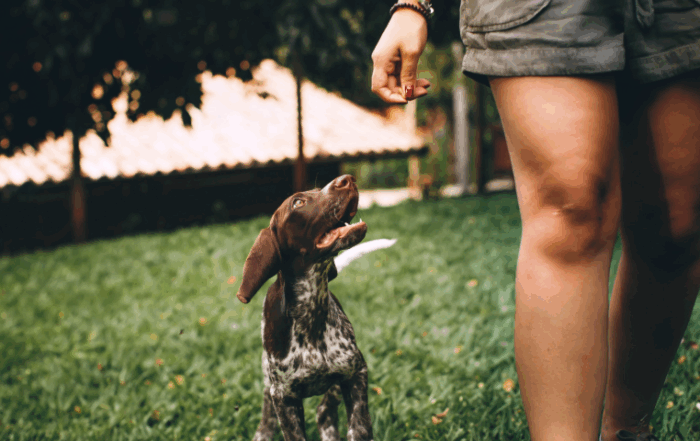 dog walking next to a person