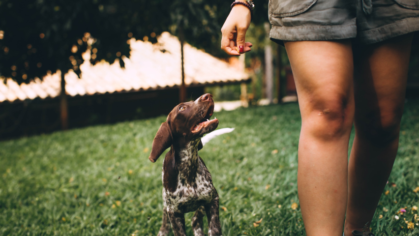 dog walking next to a person