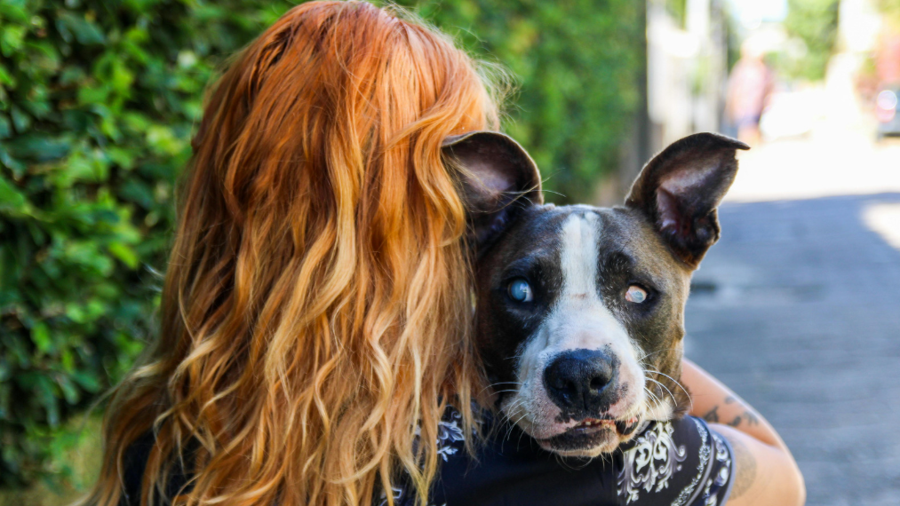 Person carrying a blind dog
