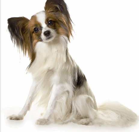 dog with head tilted