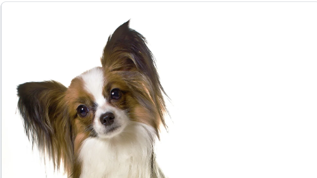 dog with head tilted