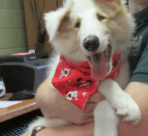 Picture of a blind dog