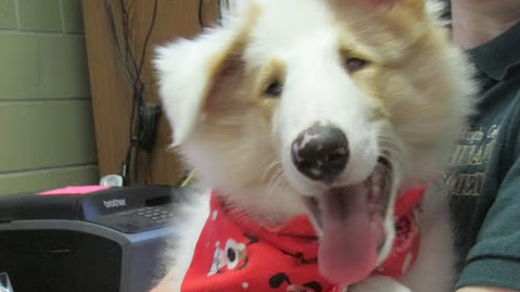 Picture of a blind dog