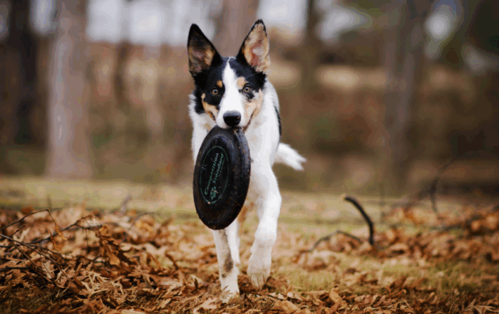 Tri colored dog with a frisbee