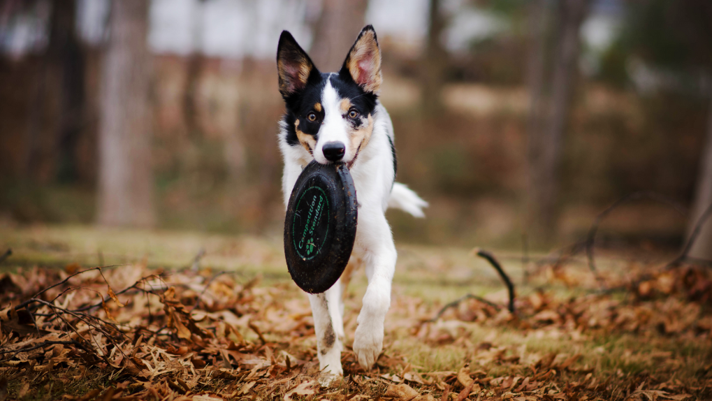 Tri colored dog with a frisbee