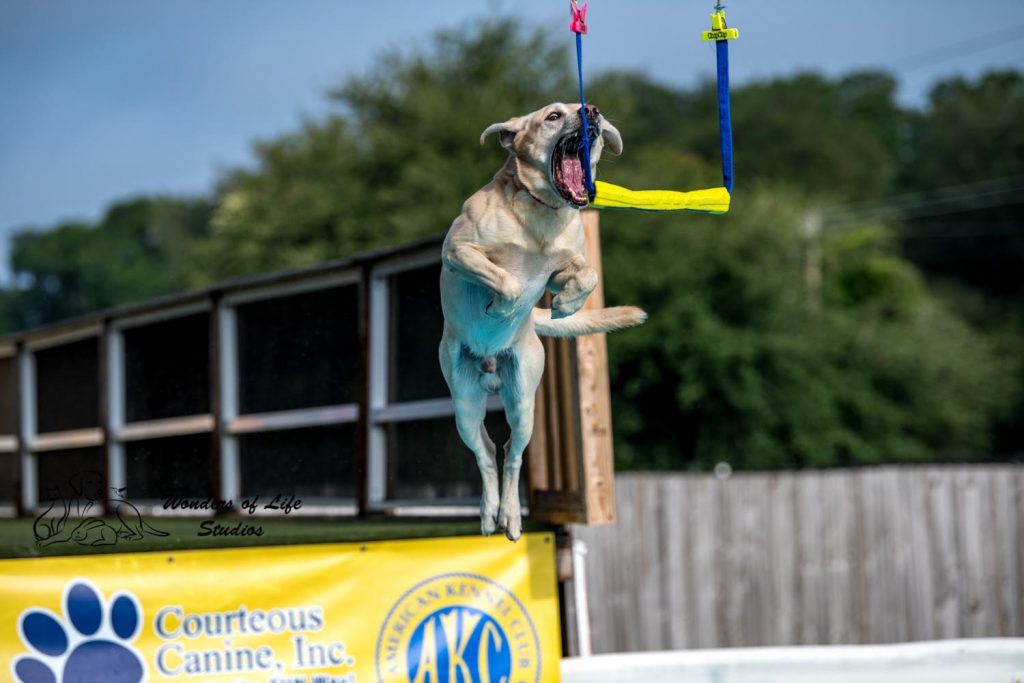 Dog swimming lessons puppy swimming lessons Lutz Florida Courteous Canine