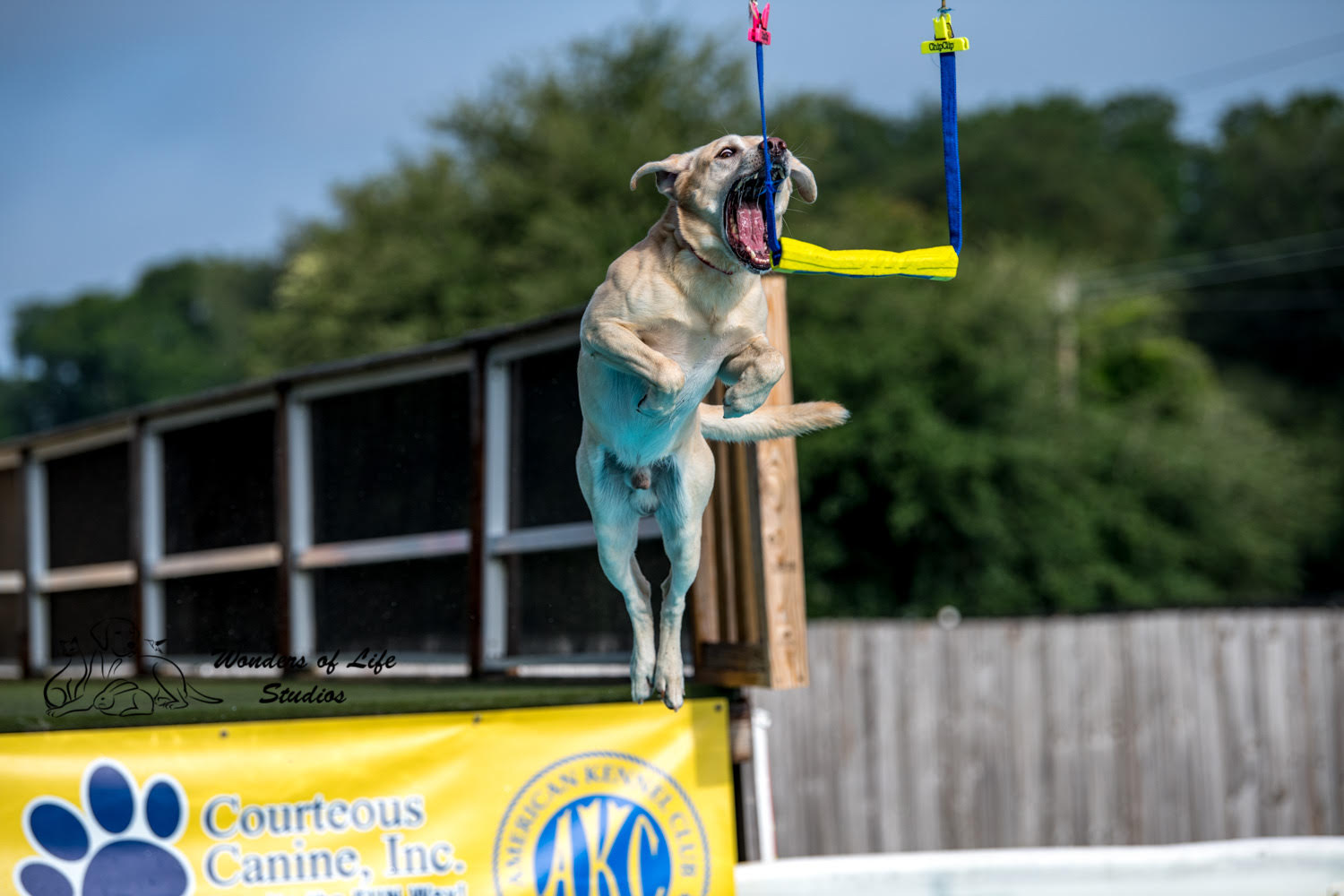 Dog swimming lessons puppy swimming lessons Lutz Florida Courteous Canine