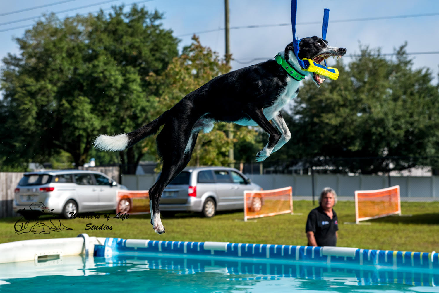 Dog swimming lessons puppy swimming lessons Lutz Florida Courteous Canine