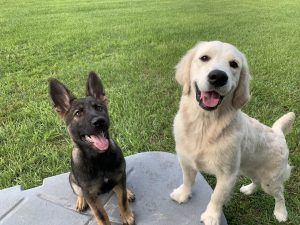 Dog Daycare in Tampa