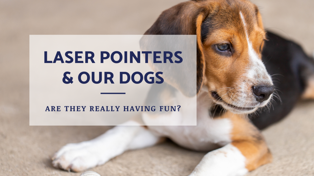 Laser Pointers & Our Dogs Are They Really Having Fun? Courteous Canine