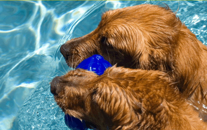 two dogs sharing a toy in the pool
