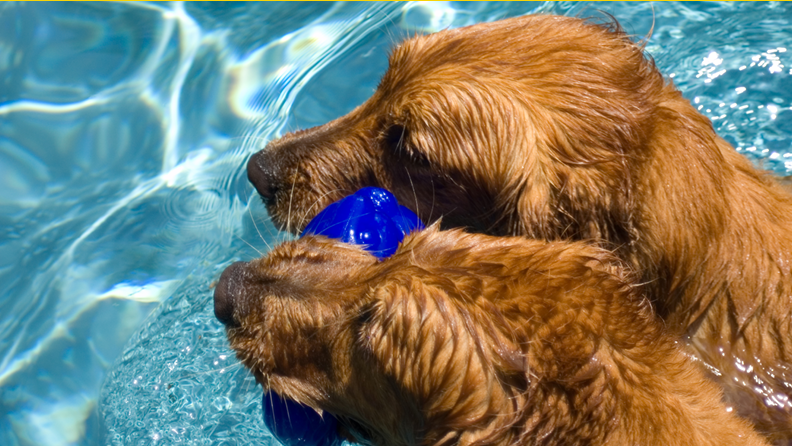 two dogs sharing a toy in the pool
