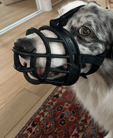 Dog wearing a muzzle