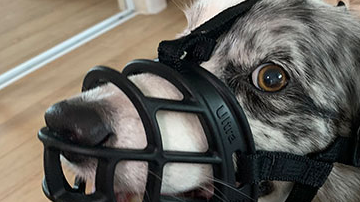 Dog wearing a muzzle