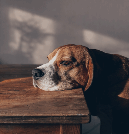 dog staring off into the distance