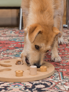 dog using nose to push sliding puzzle blocks and find food