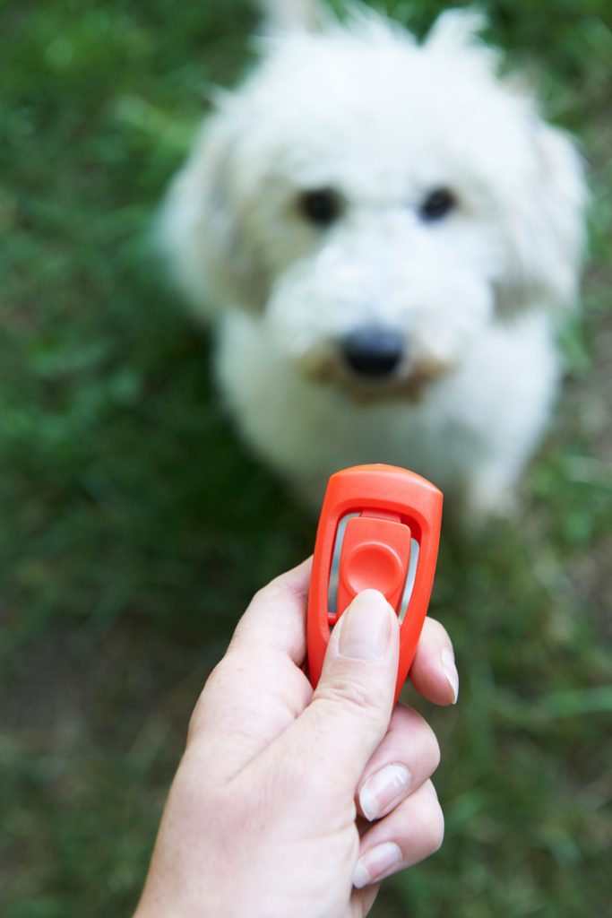 dog looking up at clicker in human hand