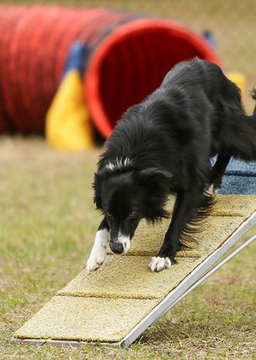 dog agility training classes at courteous canine in tampa