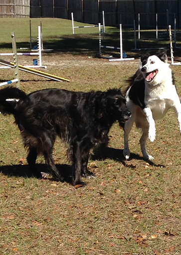training classes for aggressive dogs in tampa at courteous canine